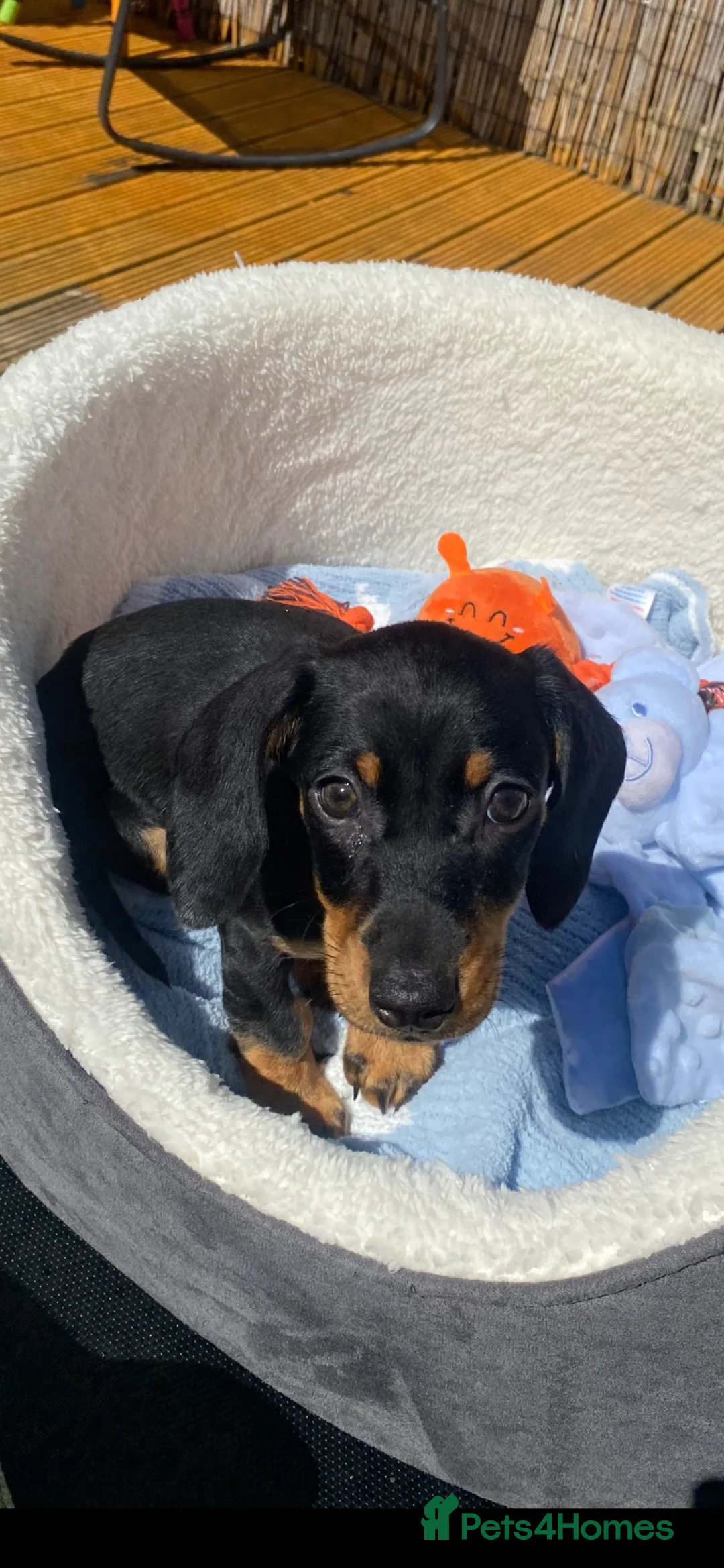 Dachshund dogs for sale: Bruno  in Blackpool - Advert 1