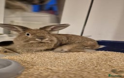 Lionhead rabbits for sale: Lion Head Male Rabbit  - Image 4