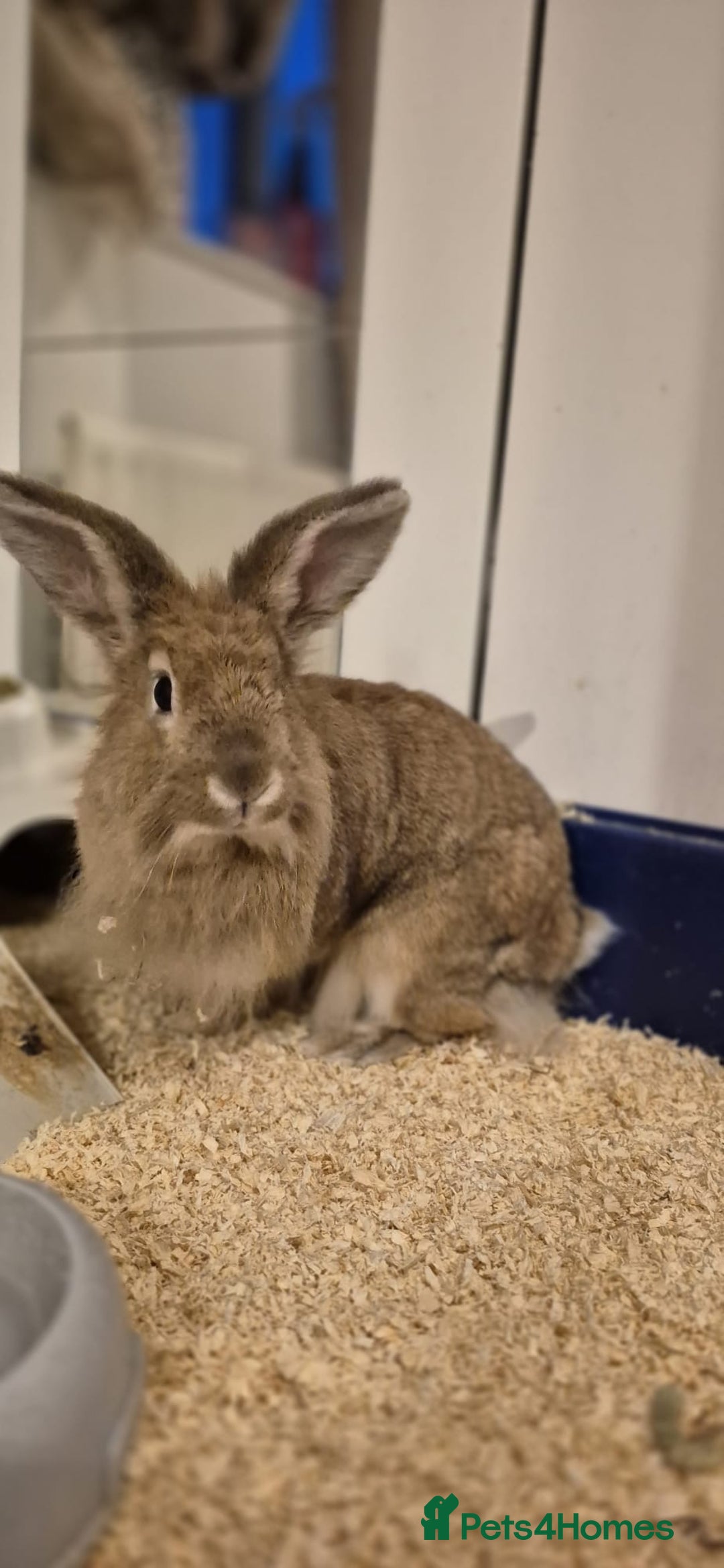 Lionhead rabbits for sale: Lion Head Male Rabbit  - Image 4
