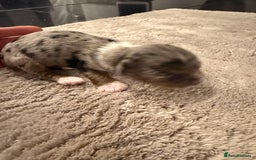 Mixed Breed dogs for sale: Stunning Merle chihuahua 2 girls ready 22nd dec - Advert 13