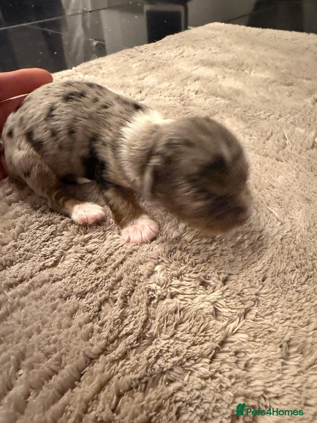 Mixed Breed dogs for sale: Stunning Merle chihuahua 2 girls ready 22nd dec - Advert 13