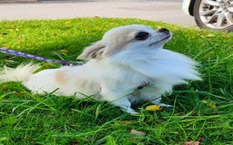 Chihuahua dogs for stud: STUD: Gorgeous White Long Coat Chihuahua  in Aldershot - Image 8