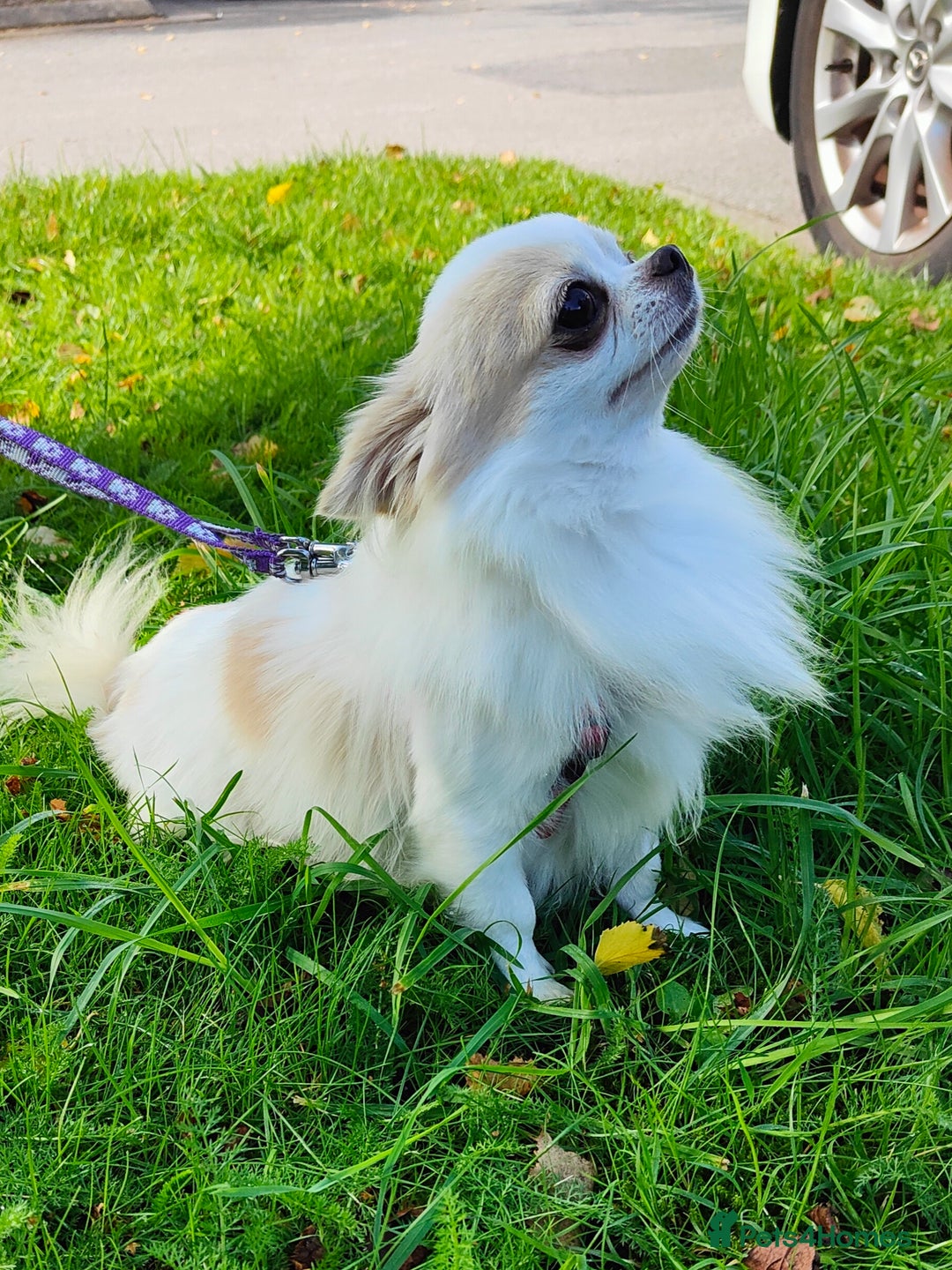 Chihuahua dogs for stud: STUD: Gorgeous White Long Coat Chihuahua  in Aldershot - Image 8