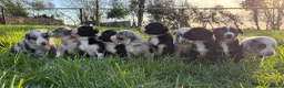 Border Collie dogs for sale: Border Collie Pups - Advert 7