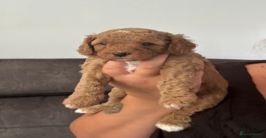 Poochon dogs - Advert 10