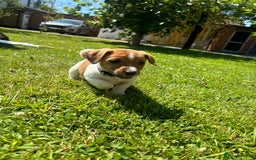 Jack Russell dogs for sale: Jack Russell Puppies - Litter of 7 - Image 14
