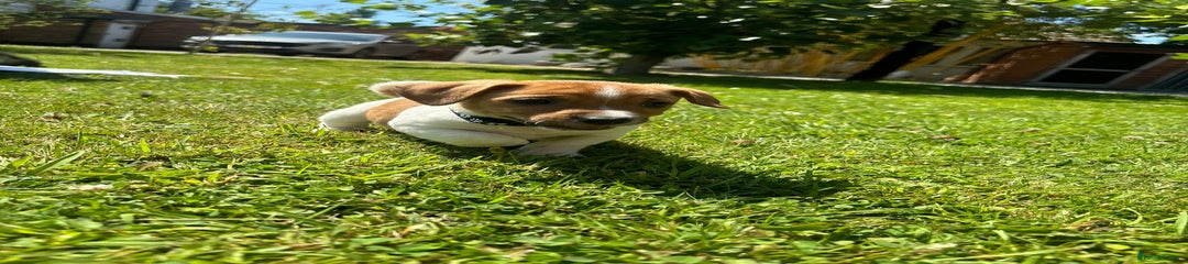 Jack Russell Puppy - Black Collar
