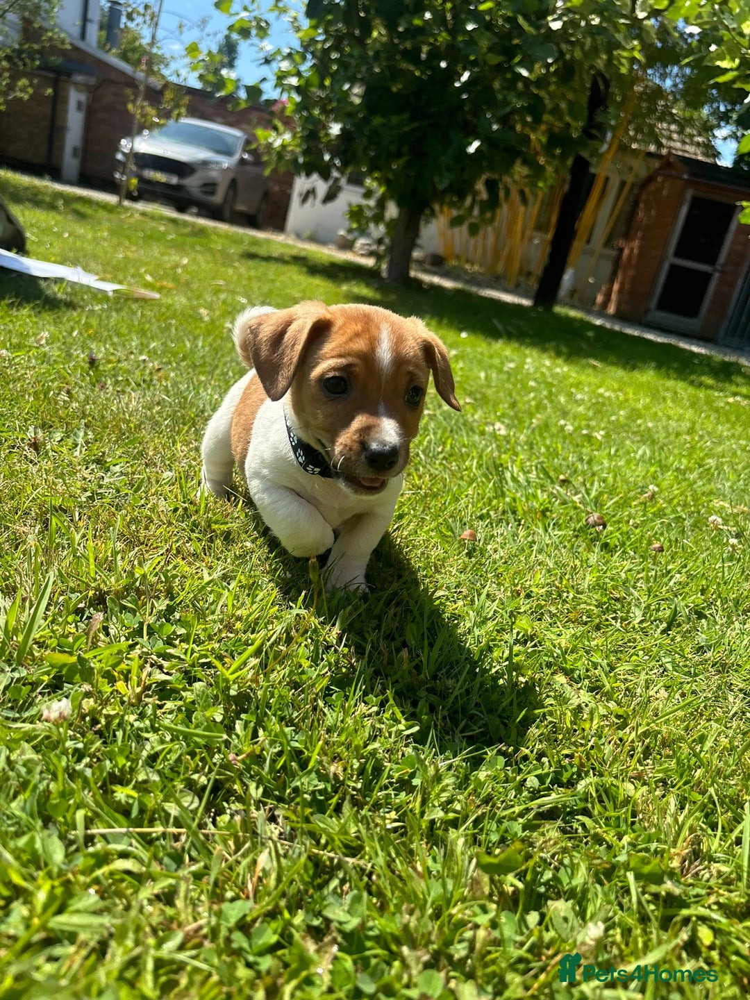Jack Russell dogs for sale: Jack Russell Puppies - Litter of 7 - Image 14