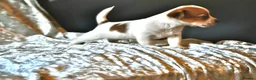 Jack Russell dogs for sale: Long haired mini Jack  Russell puppies for sale  - Advert 7