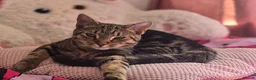 Mixed Breed cats for sale: Beautiful tabby - mixed bengal cat - Advert 14