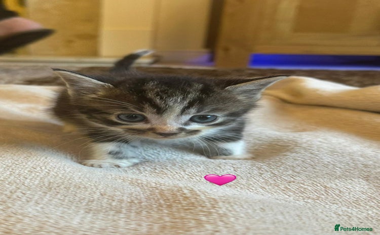 Mixed Breed cats - Advert 1