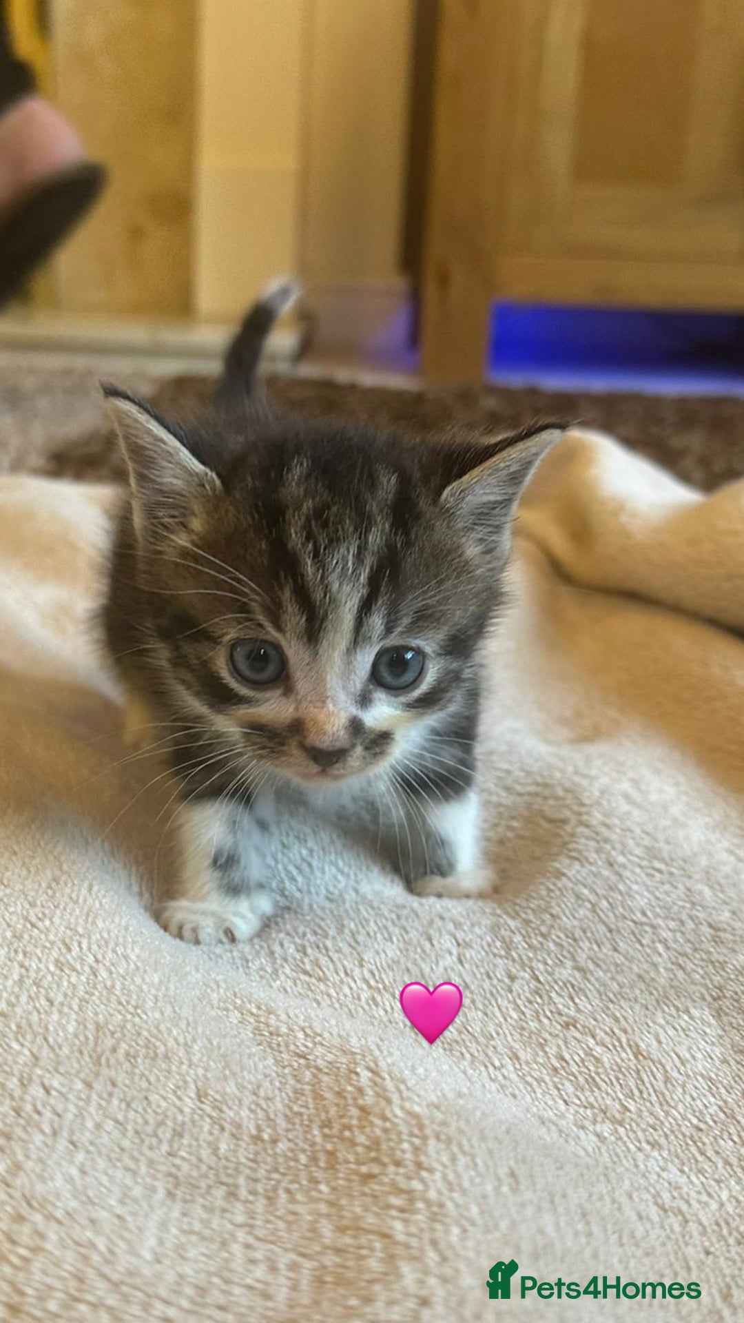 Mixed Breed cats for sale:  Beautiful Mixed-Breed Kittens🐾 - Image 1