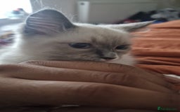 Ragdoll cats for sale: Meet Simon – the last of our Ragdoll trio - Image 3