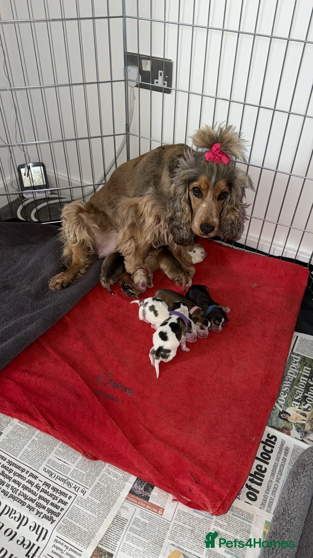 Cocker Spaniel dogs for sale: Showtype Cocker spaniel pups KC registered  - Advert 12