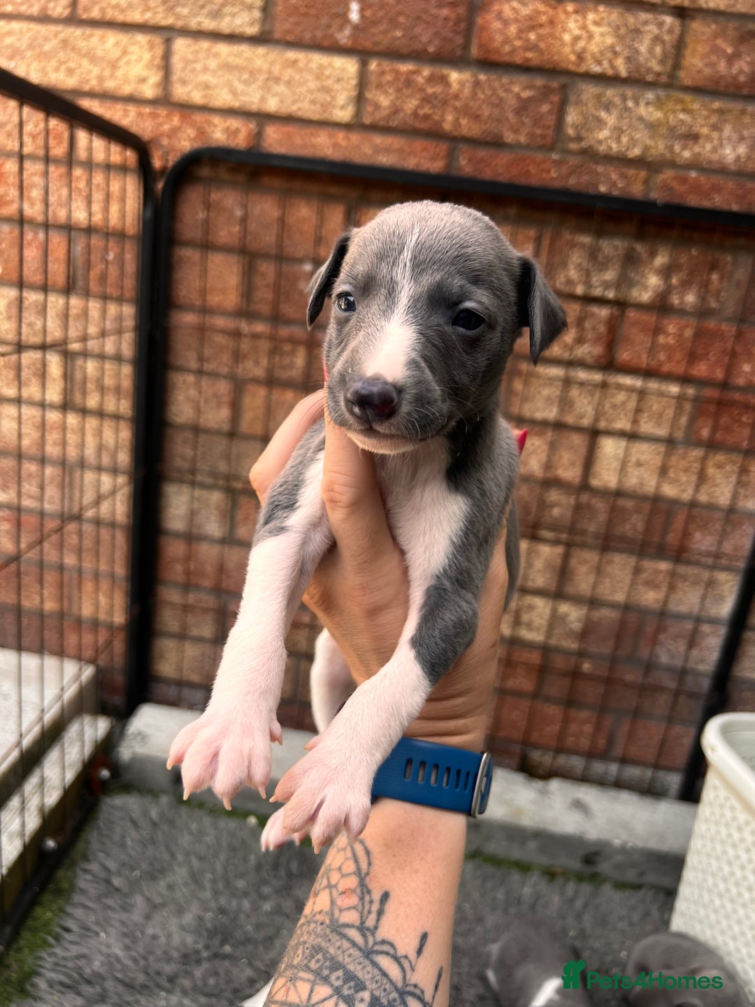 Whippet dogs for sale: Kc registered.Whippets. - Image 28