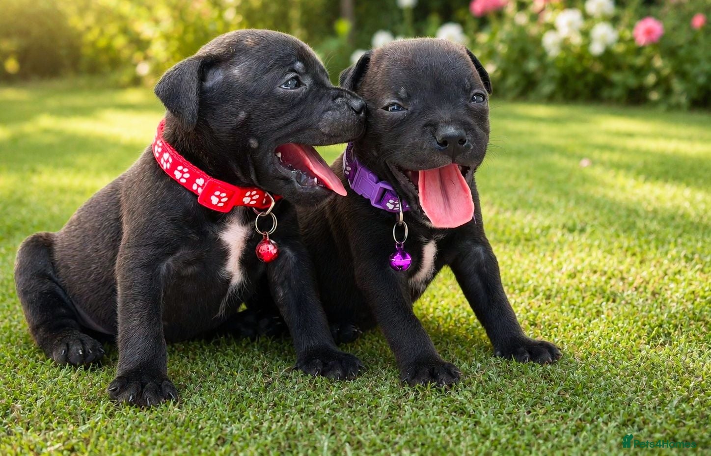 Staffordshire Bull Terrier dogs 🏆 Top Quality KC Staffy Puppies Available 🏆 - Advert 1