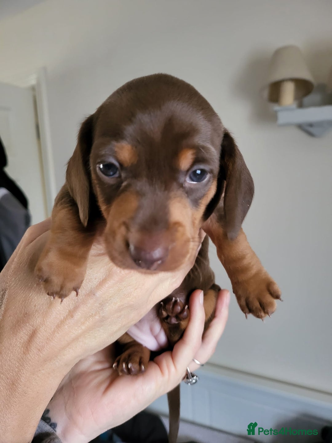 Miniature Dachshund dogs for sale: Gorgeous Miniature Daschund Puppies  - Image 6