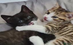 Mixed Breed cats for sale: 2 Beautiful little Boy kittens tabby & black white - Image 20