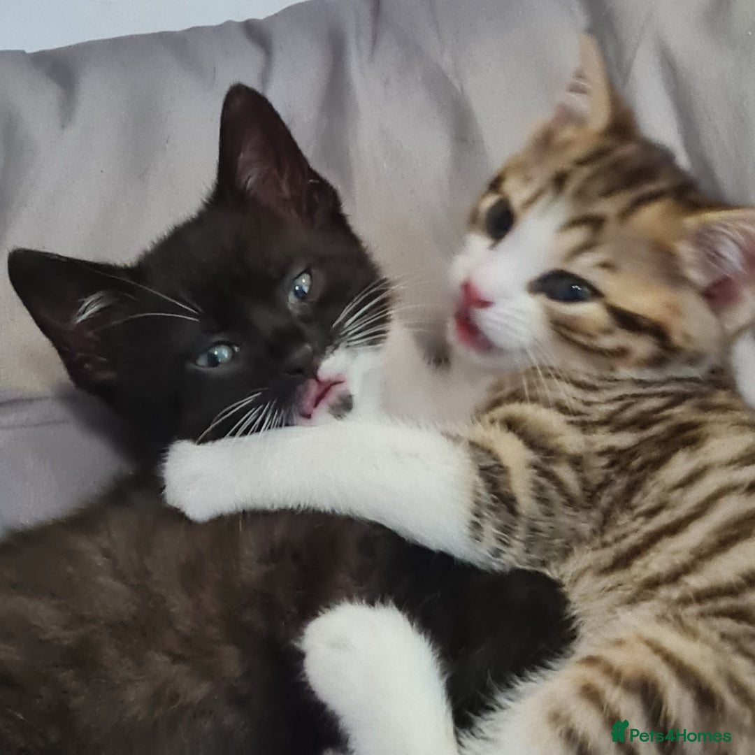 Mixed Breed cats for sale: 2 Beautiful little Boy kittens tabby & black white - Image 20