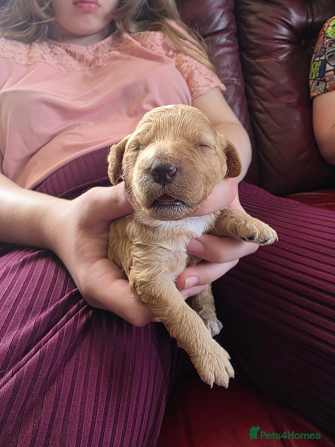 Cockapoo dogs for sale: F1b cockapoos - Image 4