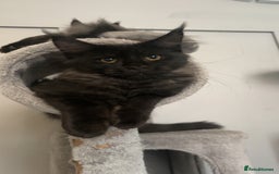 Maine Coon cats for sale: black smoke female  - Image 11