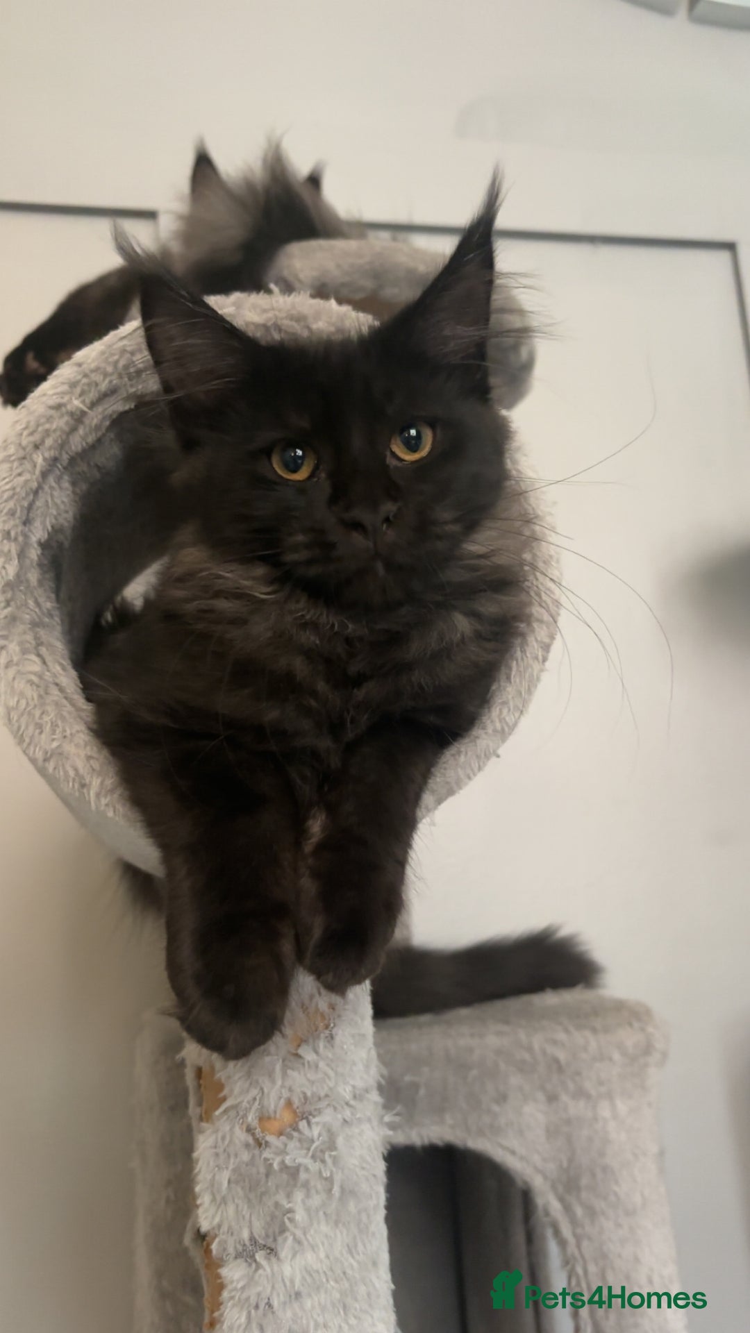 Maine Coon cats for sale: black smoke female  - Image 11