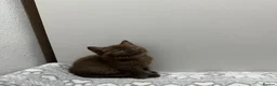 British Shorthair cats for sale: Stunning chocolate BSH & BLH kittens - Advert 14