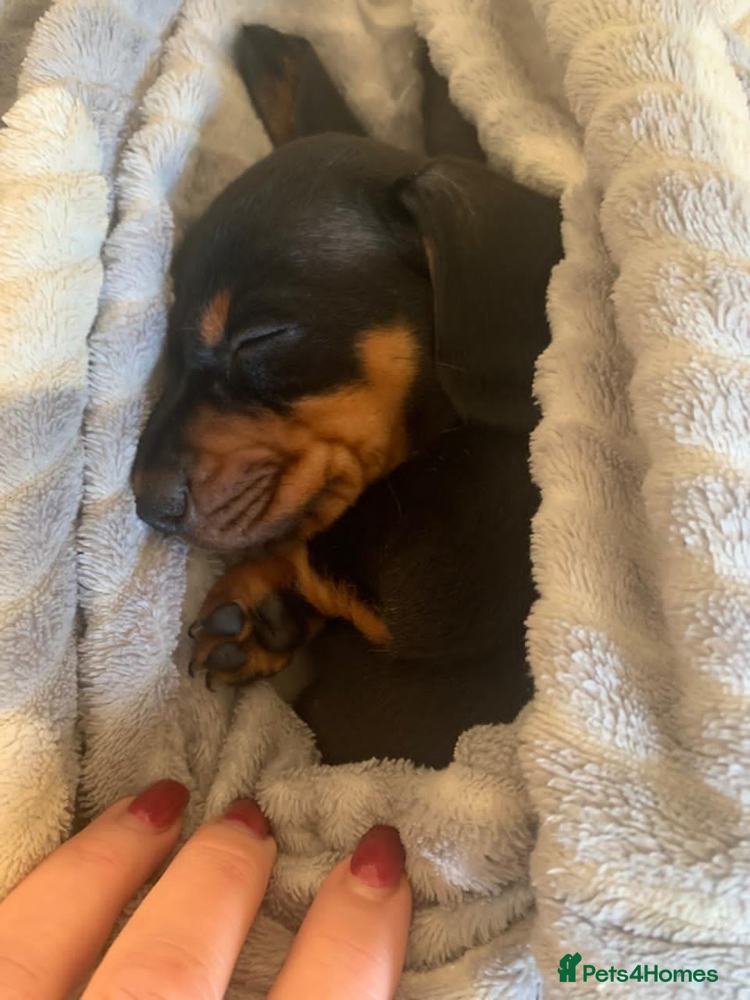 Miniature Dachshund dogs for sale: Our Little Dachshund Family - Advert 1