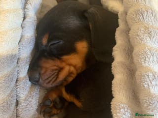 Miniature Dachshund dogs Our Little Dachshund Family - Advert 2