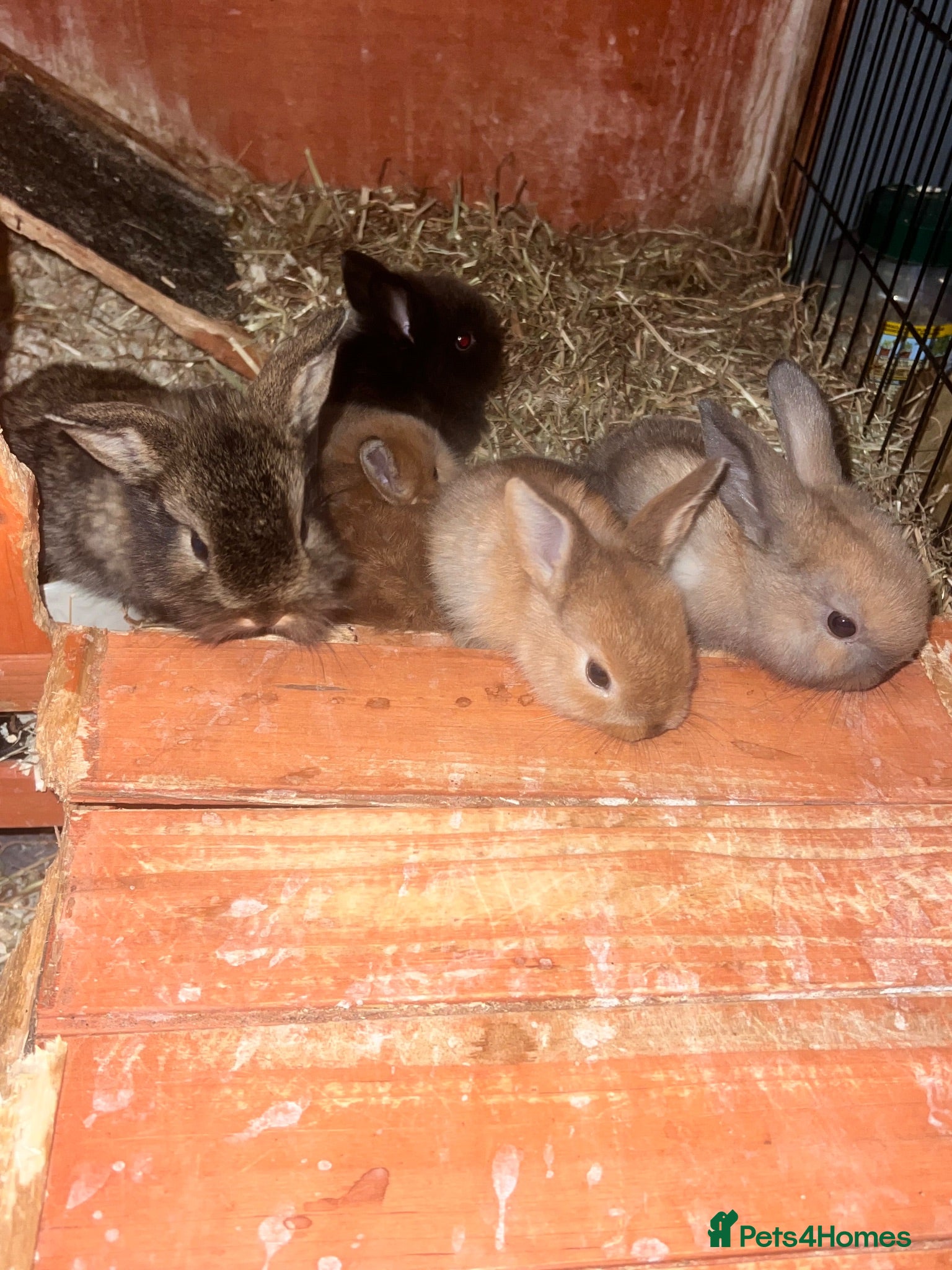 Mixed Breed rabbits Lop/cross lion head bunnies 2 for £30 - Advert 1
