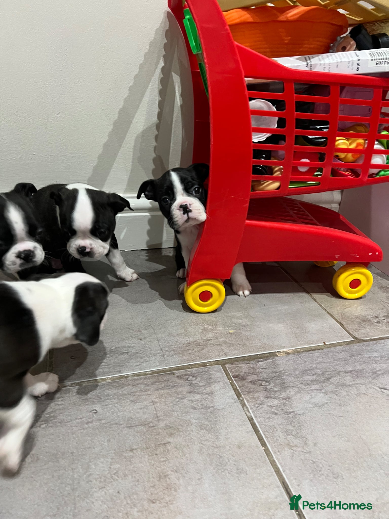 Boston Terrier dogs Stunning Boston terrier puppies - Advert 1