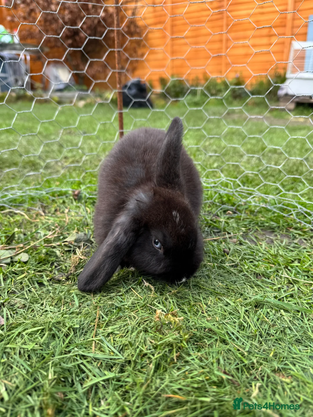 Mini Lop rabbits for sale: 8 week old mini lops £45 each in Manchester - Advert 2