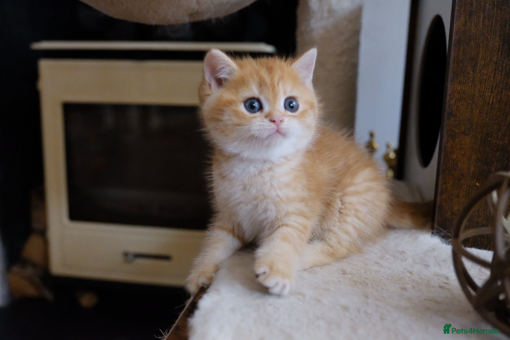 British Shorthair cats BSH Golden boys TICA Reg  - Advert 18