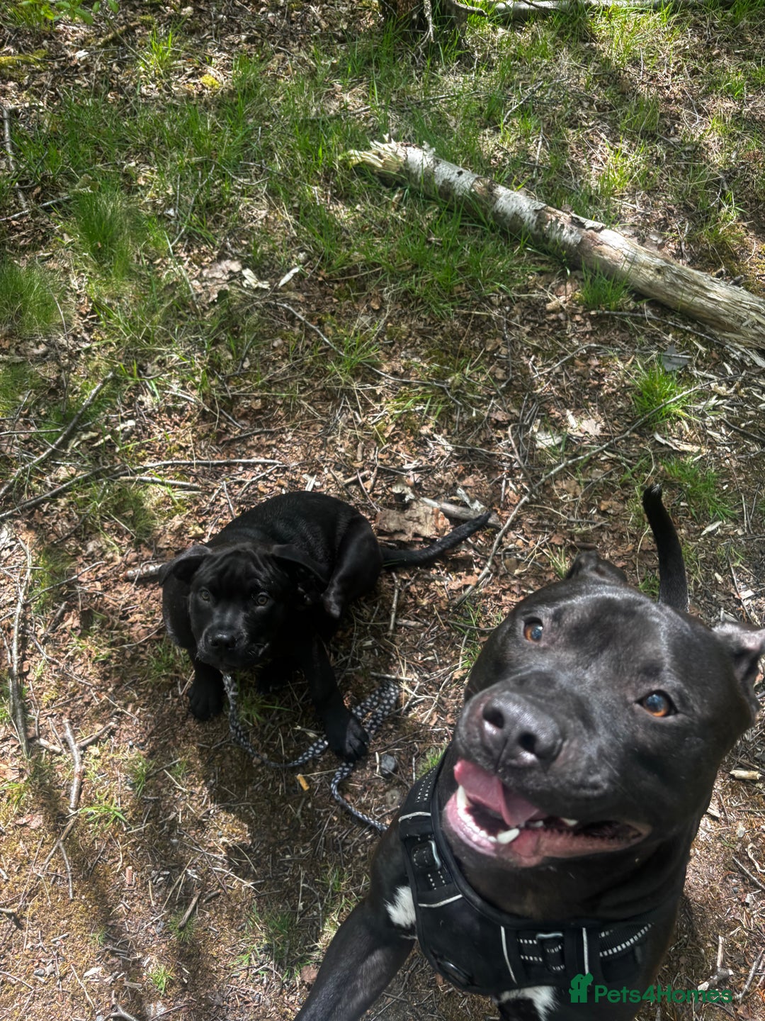 Mixed Breed dogs for sale: Beautiful, Loving Dog Needs Safe and Calm Home  - Image 4
