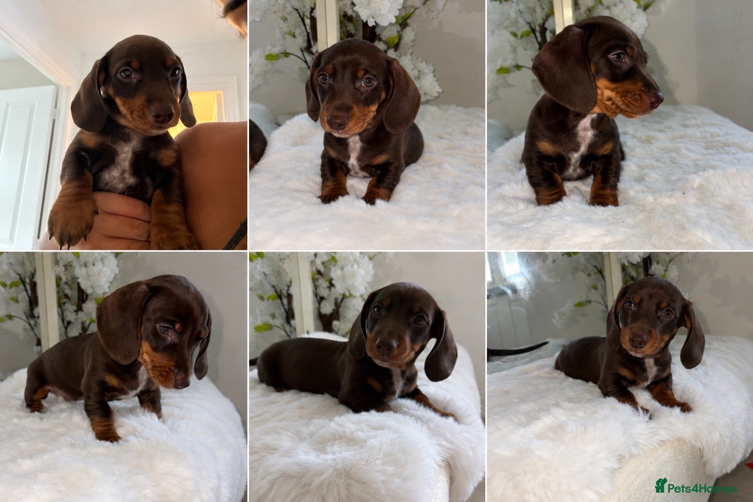 Dachshund dogs Chocolate and tan boy left ready to leave FRIDAY!! - Advert 1