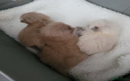 Ragdoll cats for stud: Proven chunky Ragdoll available for Stud  in Hull - Image 17