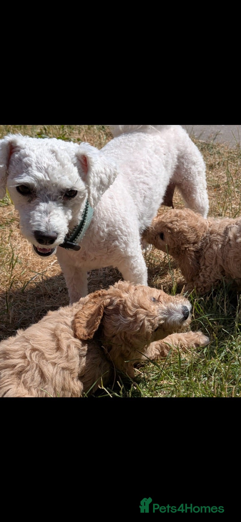 Poochon dogs Poochon puppys - Advert 12