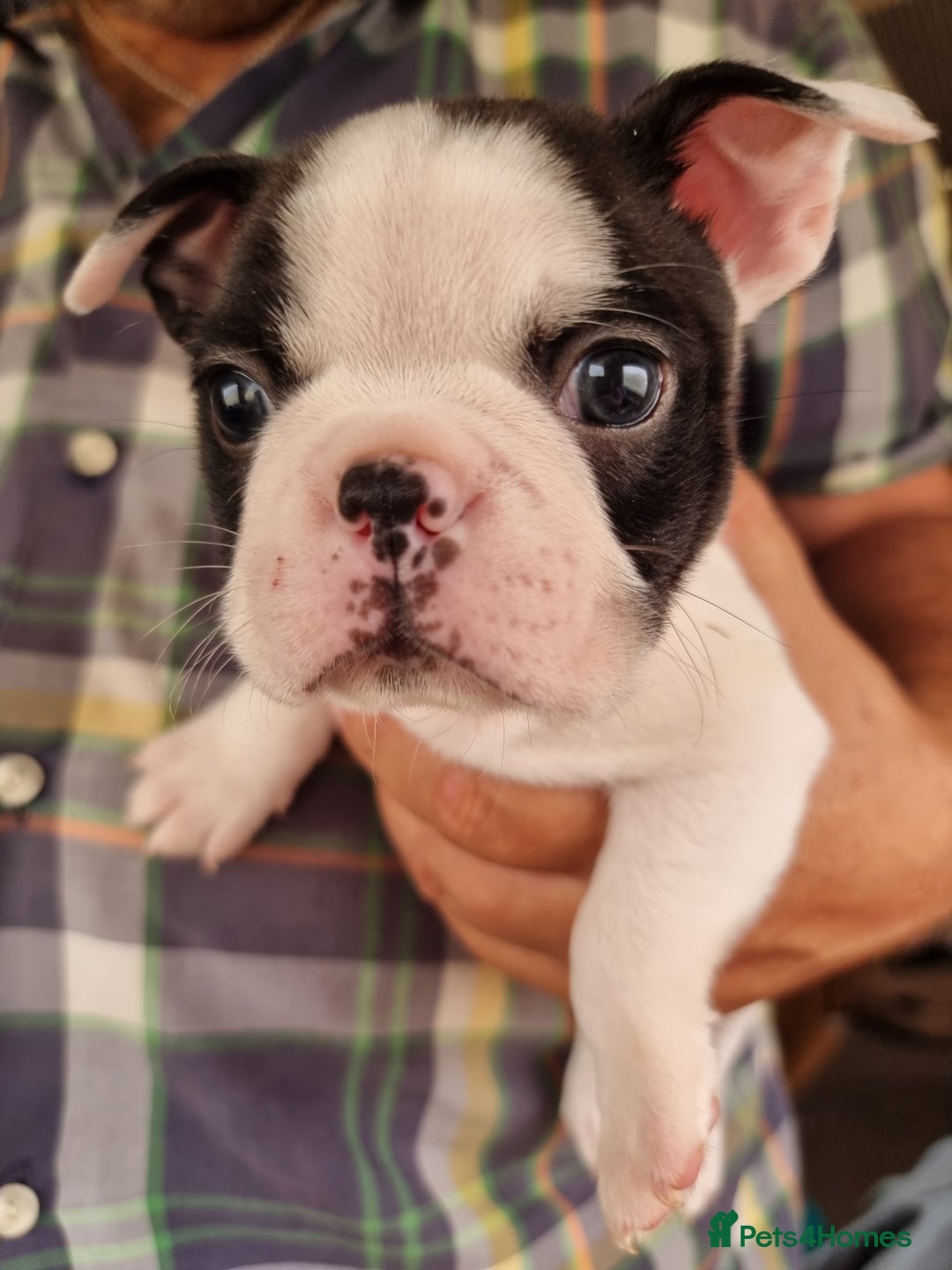 Boston Terrier dogs for sale: Beautiful Boston Terriers pups - Image 21