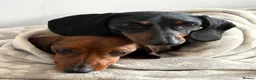 Miniature Dachshund dogs for sale: Beautiful Miniature Dachshund Puppies - Advert 10