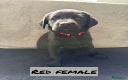 Labrador Retriever dogs for sale: KC Registered Black and Yellow Labrador puppies - Image 7