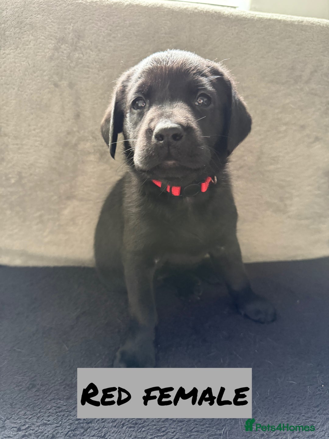 Labrador Retriever dogs for sale: KC Registered Black and Yellow Labrador puppies - Image 7