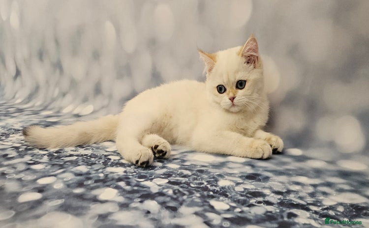 Scottish Fold cats - Advert 1