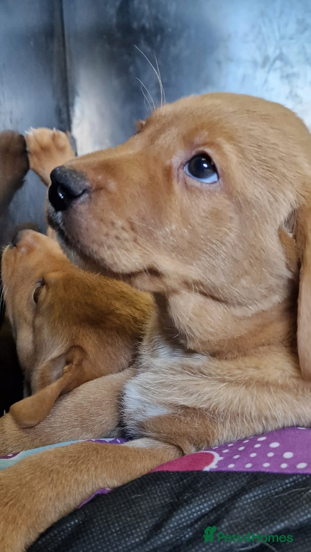 Labrador Retriever dogs for sale: STUNNING GOLDEN/FOX RED KC REG LABRADOR RTL - Image 8