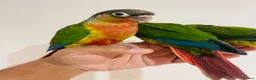 Conures birds for sale: Conure for sale - hand reared babies  in Milton Keynes - Advert 9