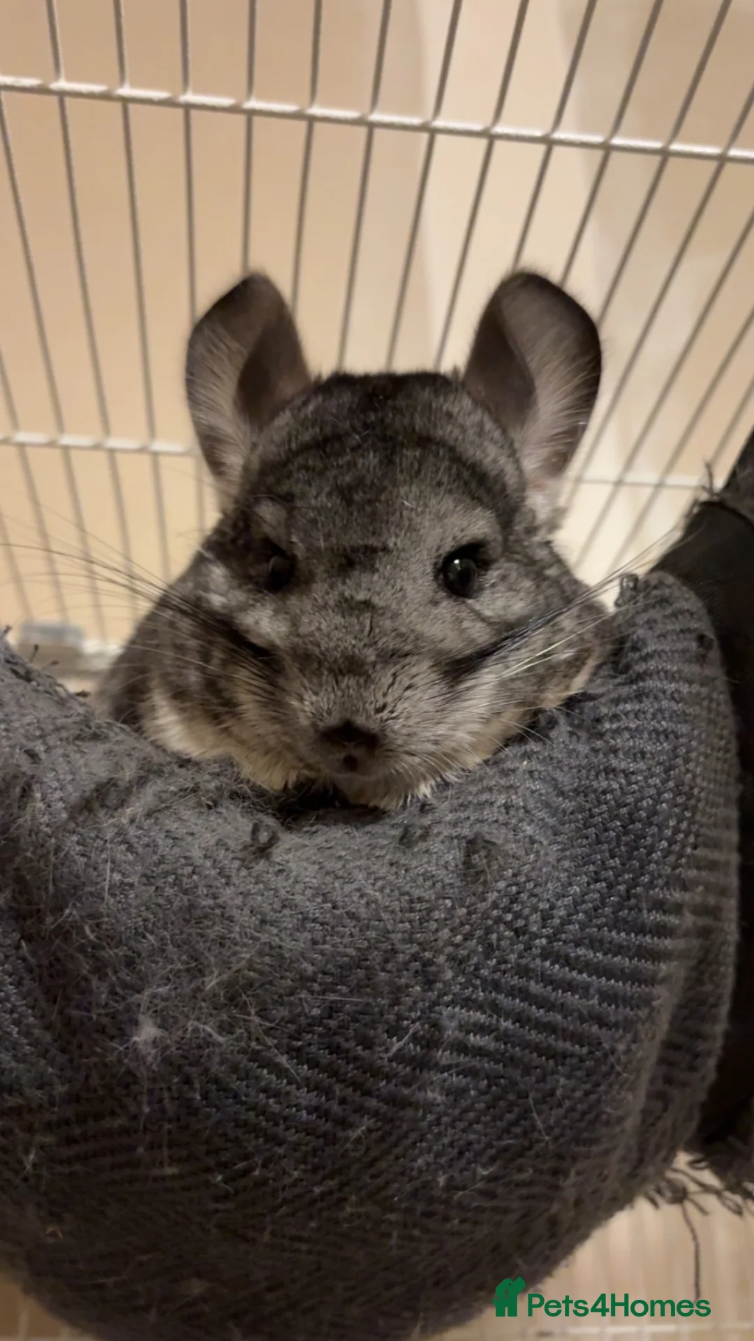 Chinchilla rodents for sale: Two female chinchillas in Doncaster - Advert 2
