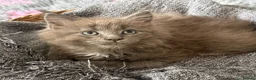 Maine Coon cats for sale: Beautiful Maine Coon kittens **READY NOW*** - Advert 25