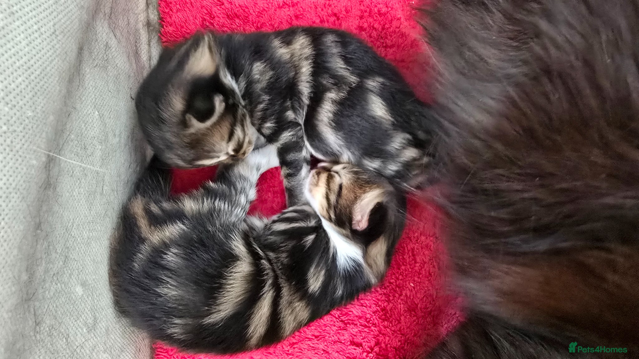 Mixed Breed cats 3 beautiful long hair kittens - Advert 3