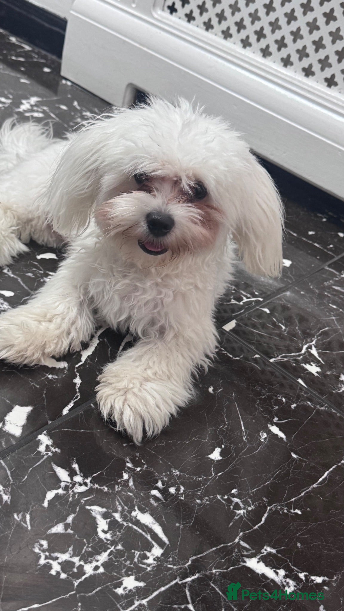 Maltese dogs Male maltese to be rehomed - Advert 4