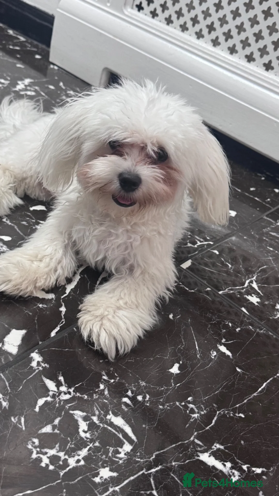 Maltese dogs for sale: Male maltese to be rehomed - Advert 1