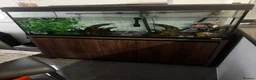 Axolotl reptiles for sale: Full Axolotl set up plus Fluval Tank - Advert 14